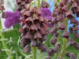 Fritillaria persica - řebčík perský Fritillaria persica - řebčík perský