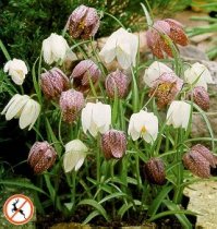 Fritillaria meleagris - Guinea-Hen Flower Fritillaria meleagris - Guinea-Hen Flower