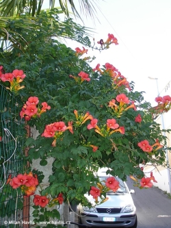 Campsis x tagliabuana 'Madame Galen' - trubač Campsis x tagliabuana 'Madame Galen' - trubač