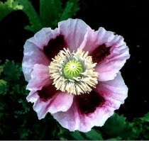 Papaver somniferum 'Hens and Chickens' - Opium Poppy