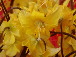 Erythronium ‘Pagoda’ - kandík