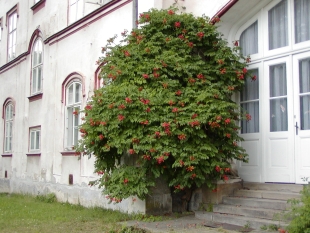 Campsis radicans - trubač kořenující Campsis radicans - trubač kořenující