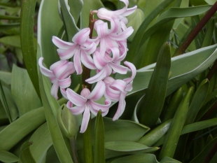 Hyacinthus orientalis - hyacint východní