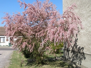 Tamarix gallica - tamaryšek francouzský