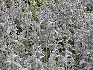 Stachys byzantina - čistec
