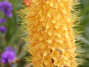 Eremurus stenophyllus - liliochvostec úzkolistý
