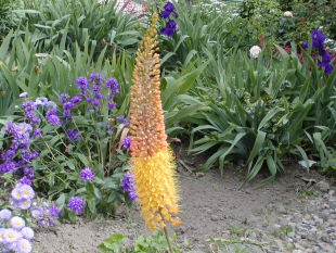 Eremurus stenophyllus - liliochvostec úzkolistý
