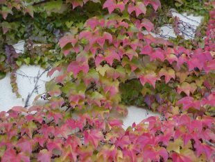 Parthenocissus tricuspidata 'Veitchii' - Boston Ivy