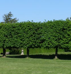 Tvarované stromy (Tilia cordata)