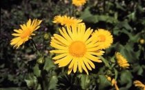 Doronicum orientale - Leopard's Bane