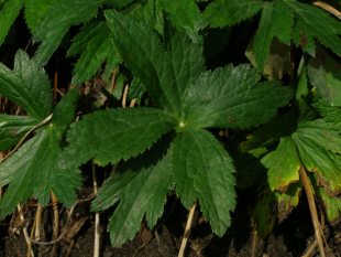 Astrantia major - jarmanka větší