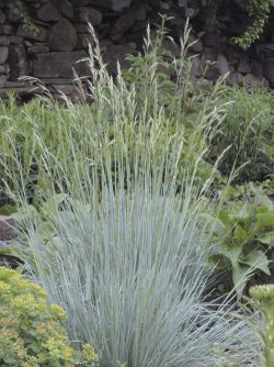 Helictotrichon sempervirens - ovsíř stálezelený