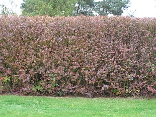 Živý plot - Berberis vulgaris Živý plot - Berberis vulgaris
