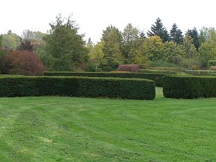 Živý plot - Taxus baccata