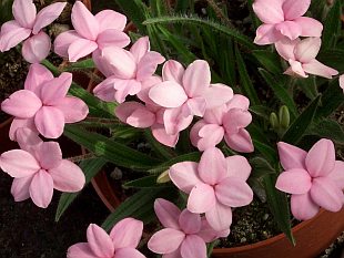 Rhodohypoxis baurii 'Fred Broome'