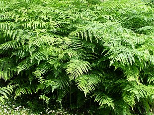 Pteridium aquilinum - hasivka orličí