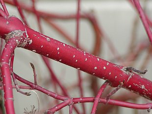 Cornus alba 'Sibirica' - svída Cornus alba 'Sibirica' - svída
