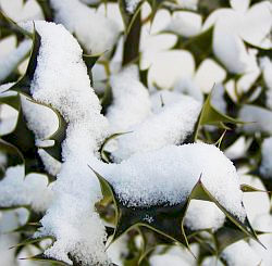 Vždyzelené rostliny - cesmína (Ilex)