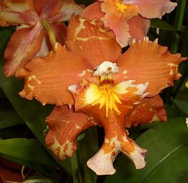 Wilsonara hybr.Wils.Goldberg Wilsonara hybr.Wils.Goldberg