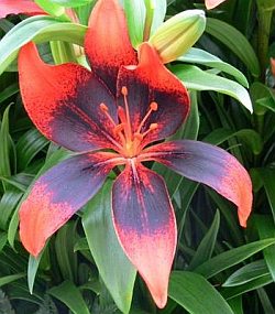 Lilium 'Pup Art' - lilie