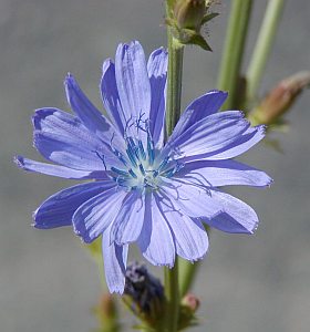 Cichorium intybus - čekanka obecná Cichorium intybus - čekanka obecná