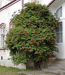 Campsis radicans - trubač kořenující Campsis radicans - trubač kořenující