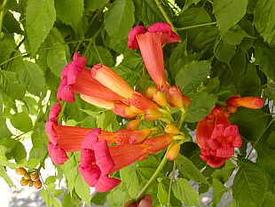 Campsis radicans - trubač kořenující Campsis radicans - trubač kořenující