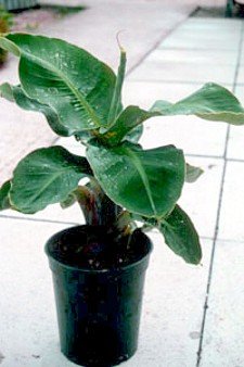 Musa 'Little Prince' - Banana