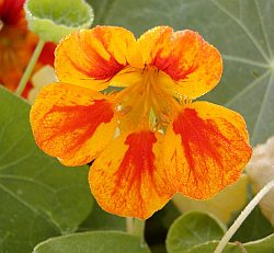 Tropaeolum majus - lichořeřišnice větší