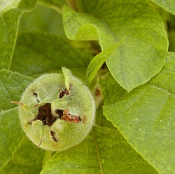 Mespilus germanica - mišpuľa obyčajná