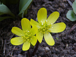 Eranthis hyemalis - talovín zimní