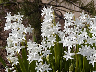 Hyacinthus orientalis - hyacint východní