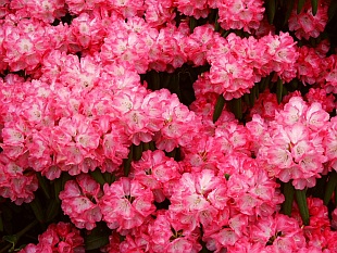 Rhododendron yakushimanum 'Daniela' - pěnišník
