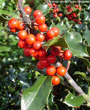 Ilex x meserveae 'Blue Princess' - blue holly, Meserve holly