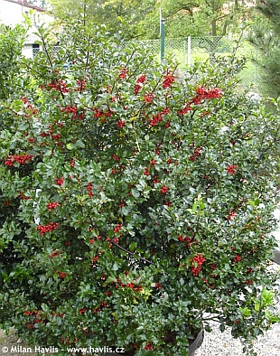 Ilex x meserveae 'Blue Princess' - blue holly, Meserve holly