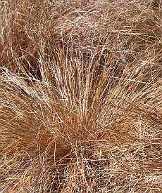 Carex buchananii - ostřice Buchananova