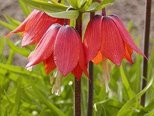 Fritillaria imperialis - řebčík královský Fritillaria imperialis - řebčík královský