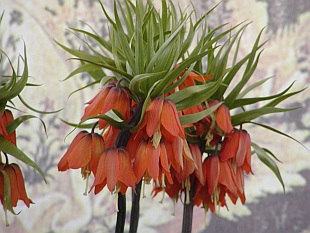 Fritillaria imperialis - řebčík královský Fritillaria imperialis - řebčík královský