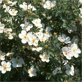 Potentilla fruticosa 'Abbotstwood' - mochna křovitá