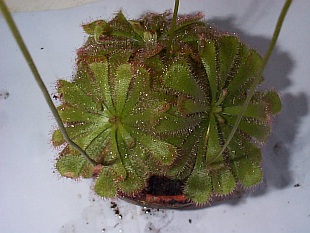 Drosera aliciae - masožravé rostliny