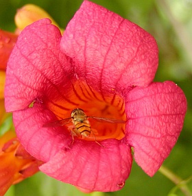 Campsis radicans - trubač kořenující Campsis radicans - trubač kořenující