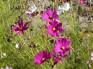 Cosmos bipinnatus - krásenka zpeřená (letničky)