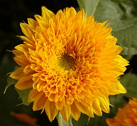 Helianthus annuus 'Teddybär' - slunečnice roční (letničky) 