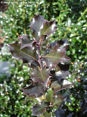 Ilex x meserveae 'Blue Angel'® - blue holly, Meserve holly