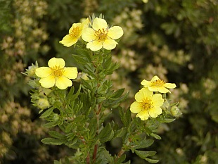 Potentilla fruticosa - mochna křovitá