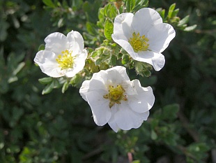 Potentilla fruticosa - mochna křovitá