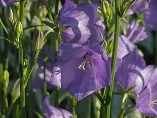 Campanula persicifolia - zvonek broskvolistý Campanula persicifolia - zvonek broskvolistý