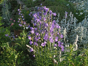 Campanula persicifolia - zvonek broskvolistý Campanula persicifolia - zvonek broskvolistý