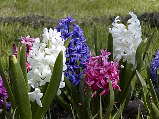 Hyacinthus orientalis - hyacint východní