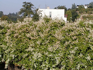 Fallopia aubertii - opletka Aubertova